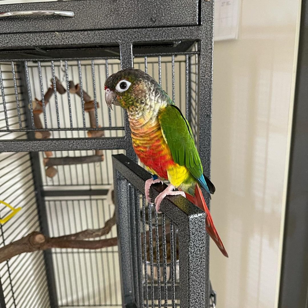 conure-parrot
