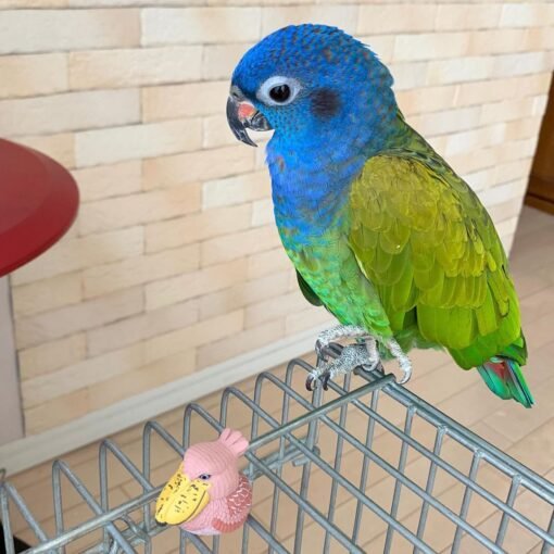 PIONUS PARROT