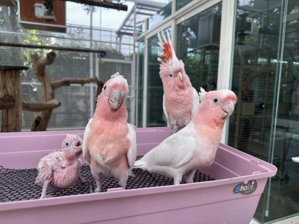 2b876422-edfc-4e3f-a9f0-a76fd3f00d1a-600×450-1 2b876422-edfc-4e3f-a9f0-a76fd3f00d1a-600×450-1