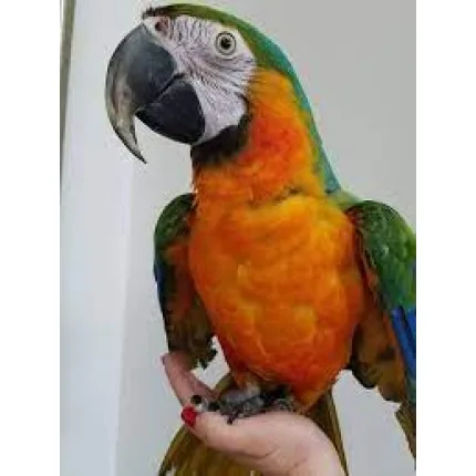 MACAW PARROT