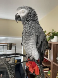 African Grey Parrot For Sale