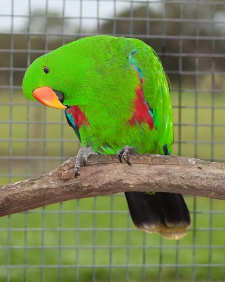 ECLECTUS PARROT
