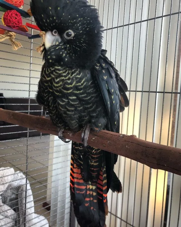 COKATOO PARROT