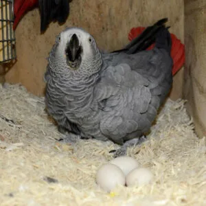 African Grey Parrot Eggs For Sale Online