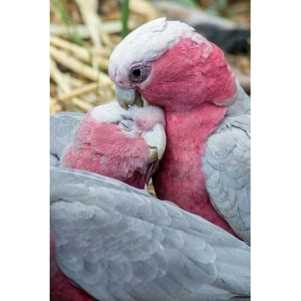 irpd2ihcxOZ557B7vGxI4kI5njzXavmP0UTzjcokivY-430×430 irpd2ihcxOZ557B7vGxI4kI5njzXavmP0UTzjcokivY-430×430