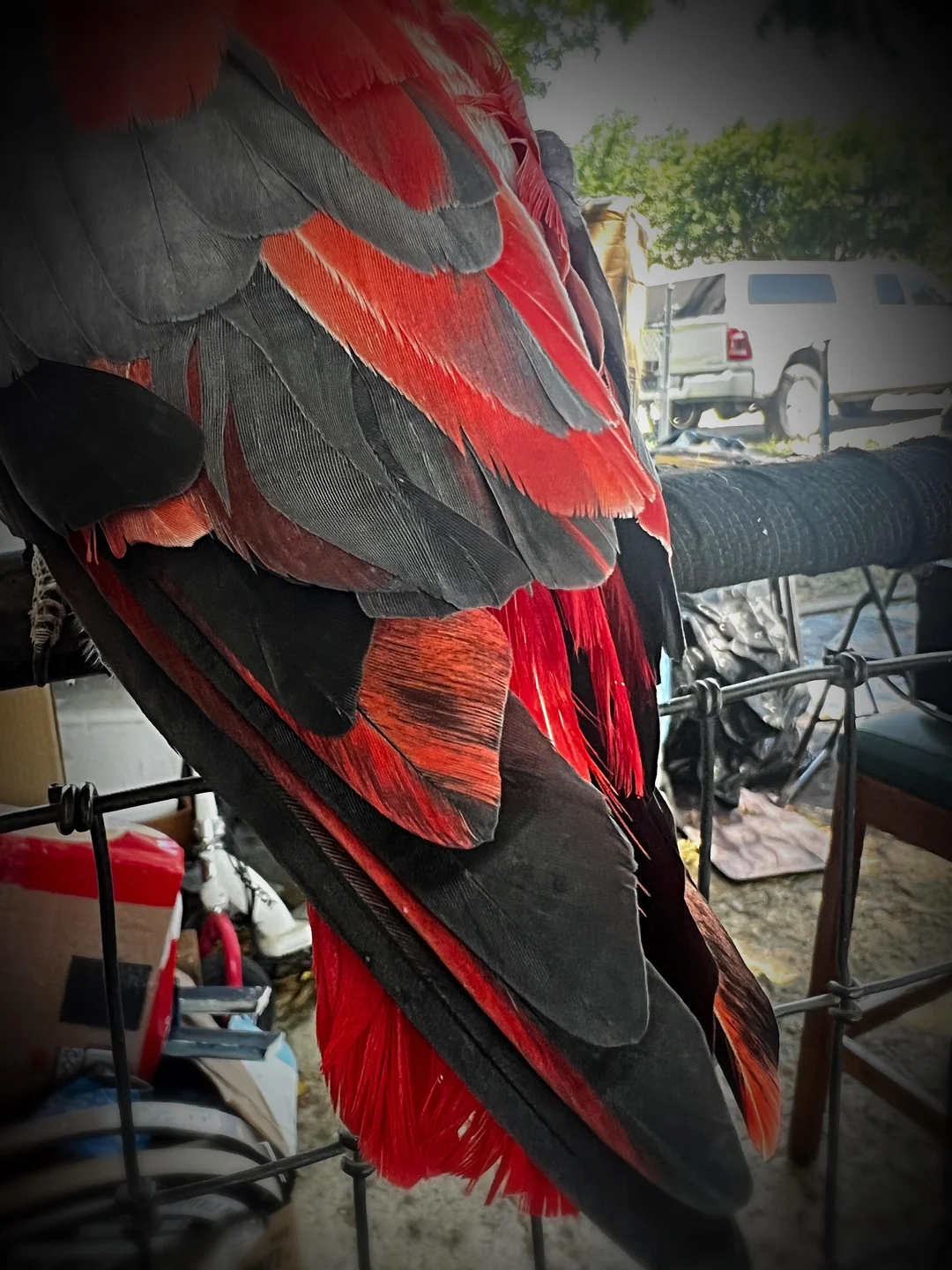 normal-to-have-this-much-red-v0-rbpyy2g1t6bb1 normal-to-have-this-much-red-v0-rbpyy2g1t6bb1