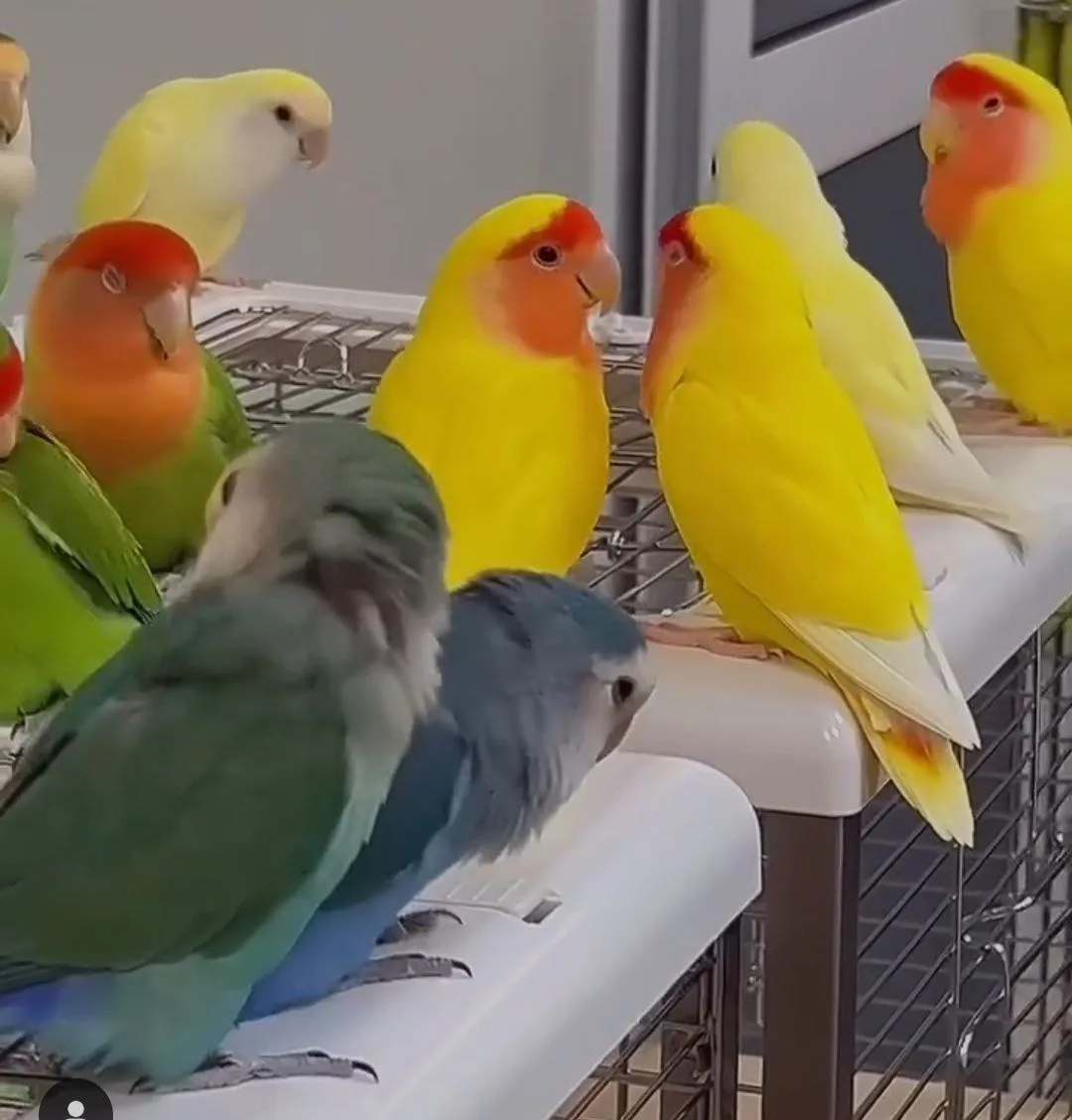 AMAZON PARROT