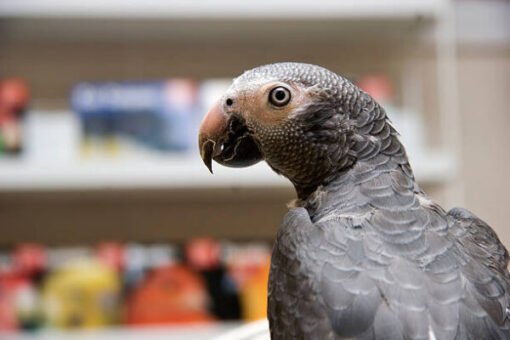 Backside, profile view of a Timneh African Grey Parrot Backside, profile view of a Timneh African Grey Parrot