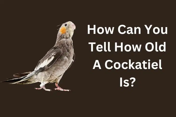how to tell the age of a cockatiel