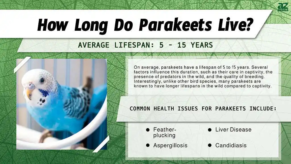 parakeet lifespan