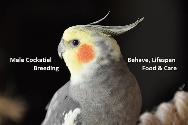cockatiel life expectancy