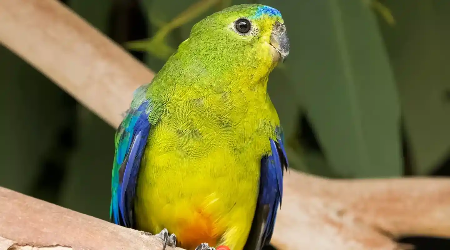 what is orange and sounds like a parrot