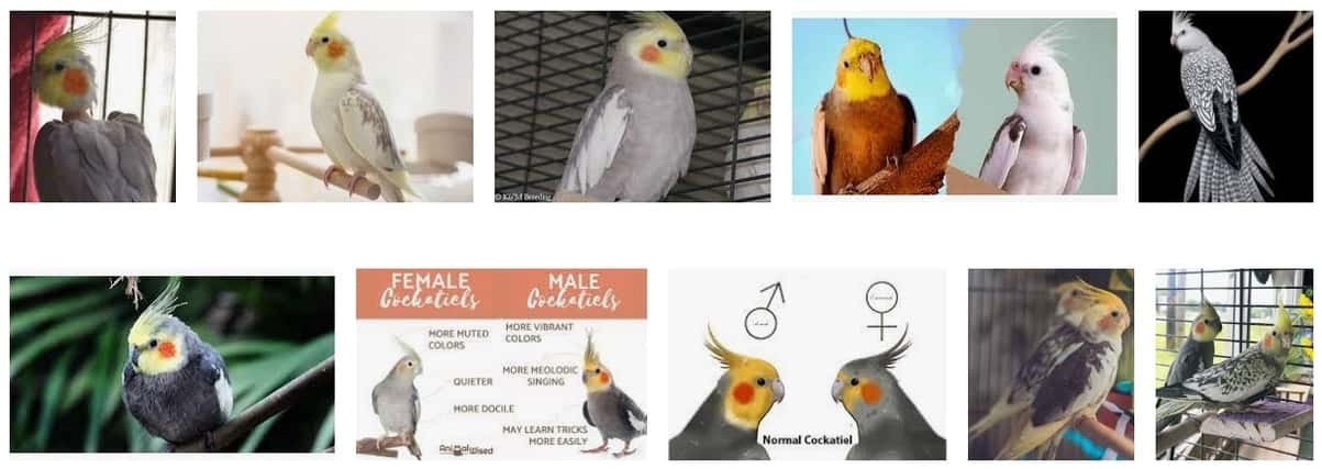 how big do cockatiels get
