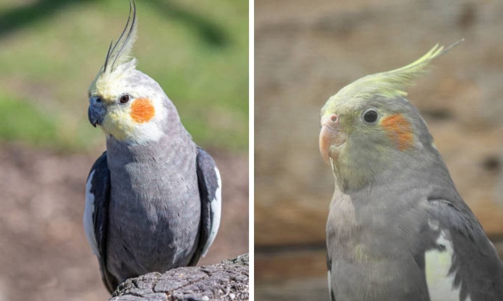 male vs female cockatiel