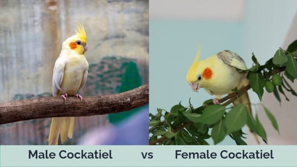 do cockatiels talk