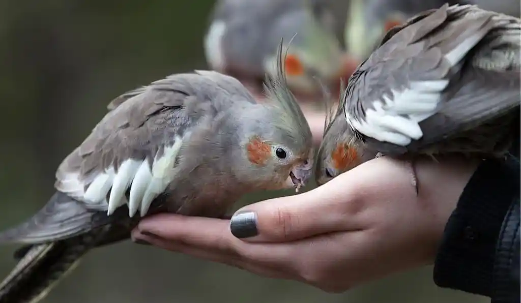 how long can a cockatiel go without food