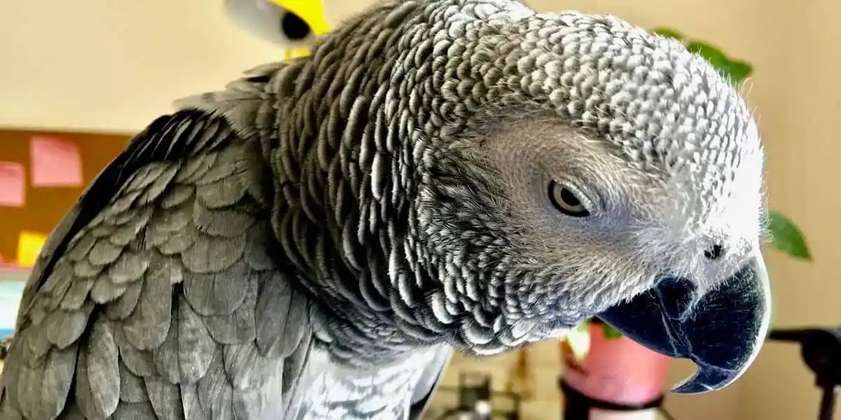 african grey parrot price