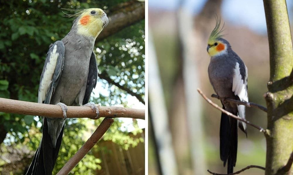 how big do cockatiels get