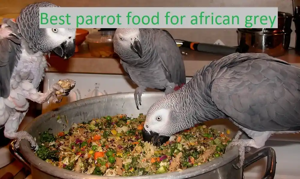 african grey food