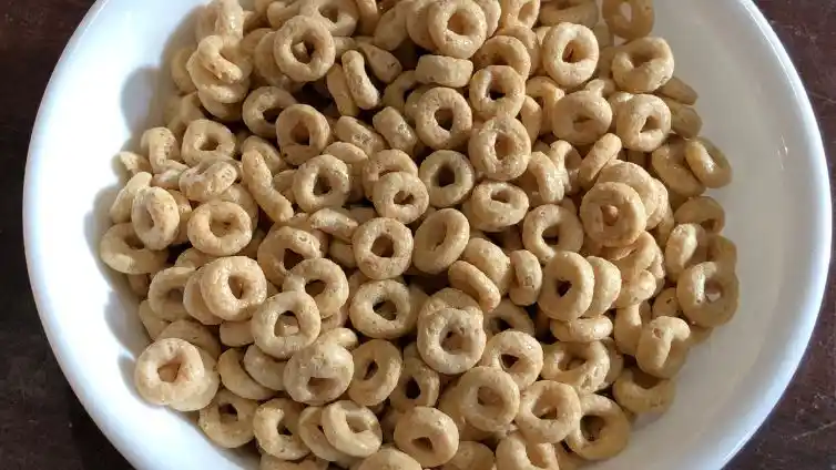 red african grey parrot