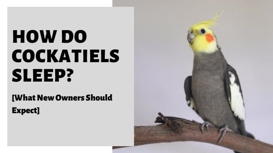 how do cockatiels sleep