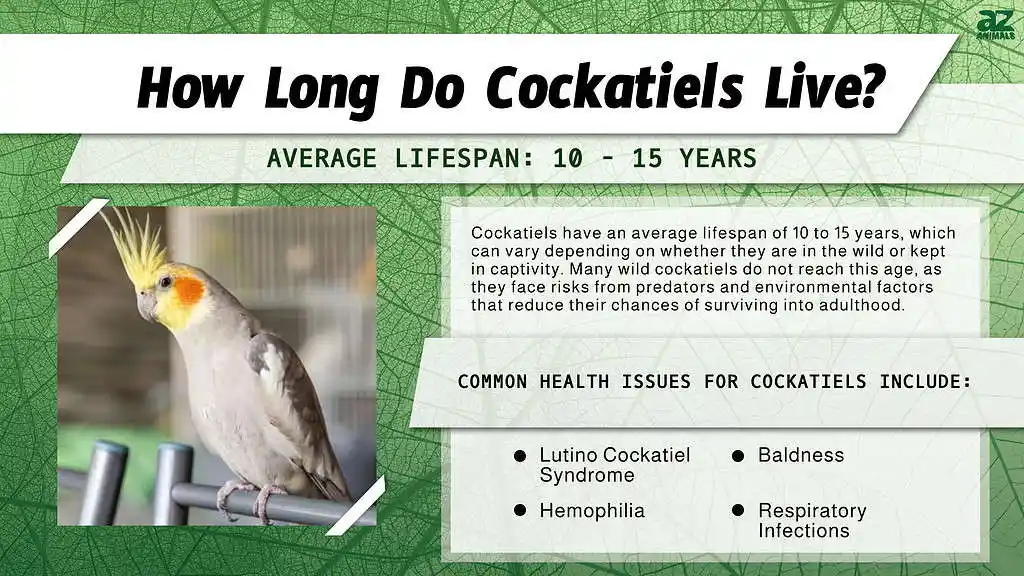cockatiel life expectancy