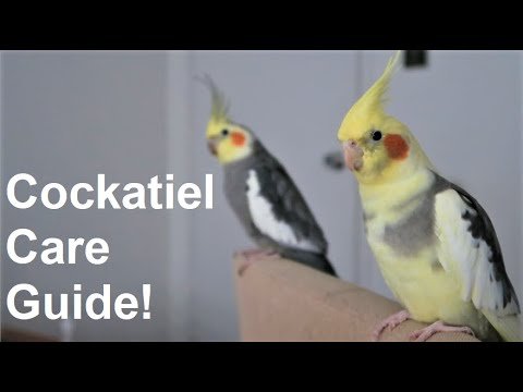 how to tame a cockatiel