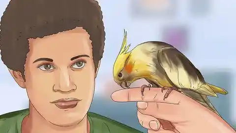 how to tell if a cockatiel is male or female