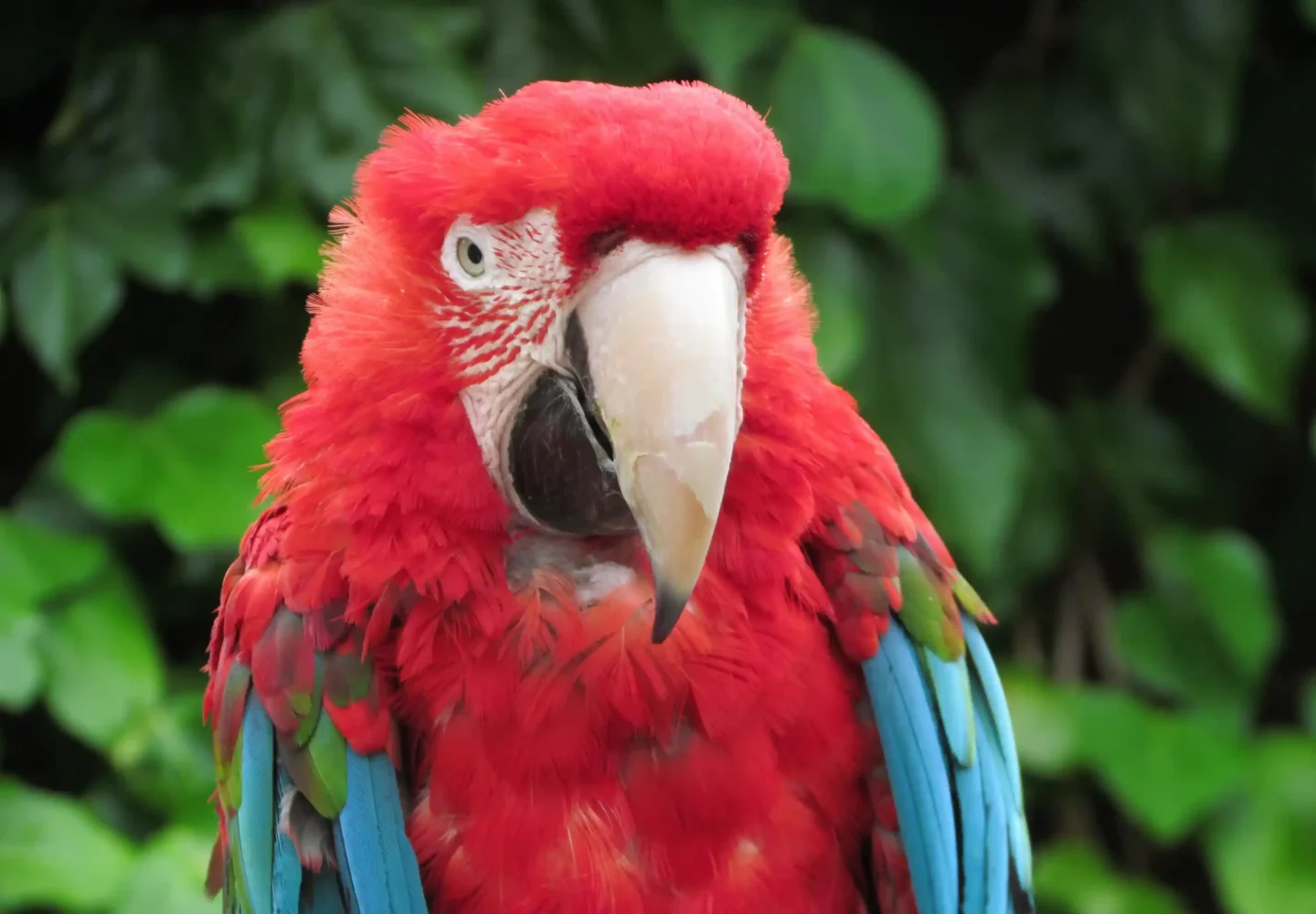 red african grey parrot