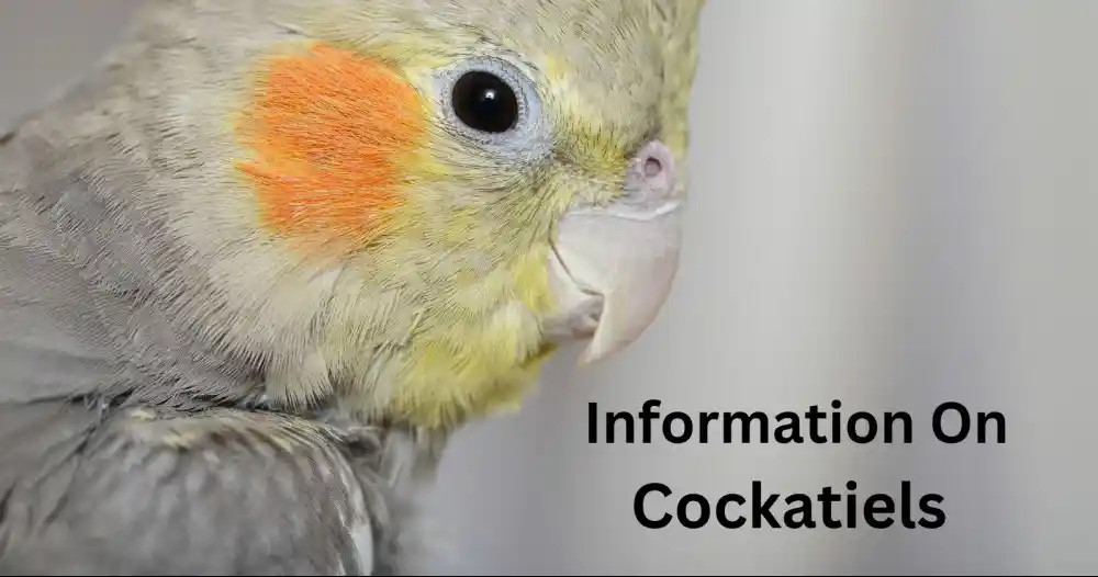 how to tell the age of a cockatiel