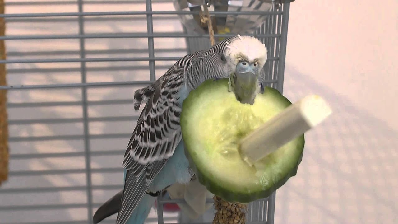 can cockatiels eat cucumber