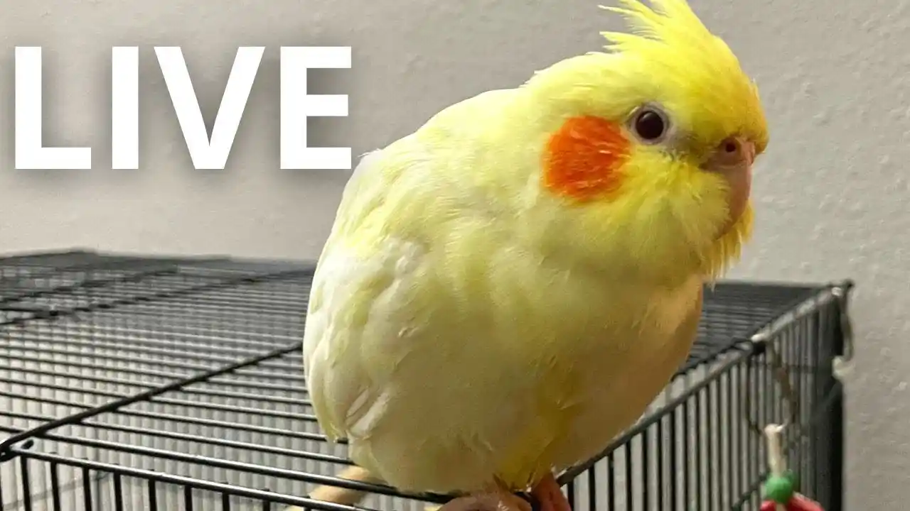 ashenfallow cockatiel
