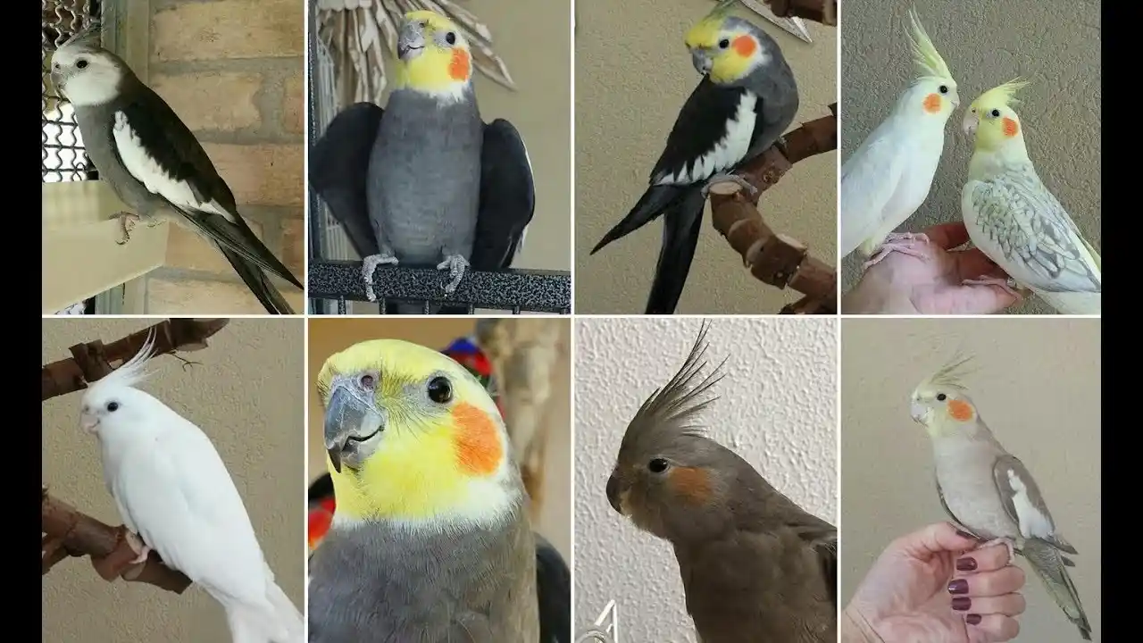 ashenfallow cockatiel