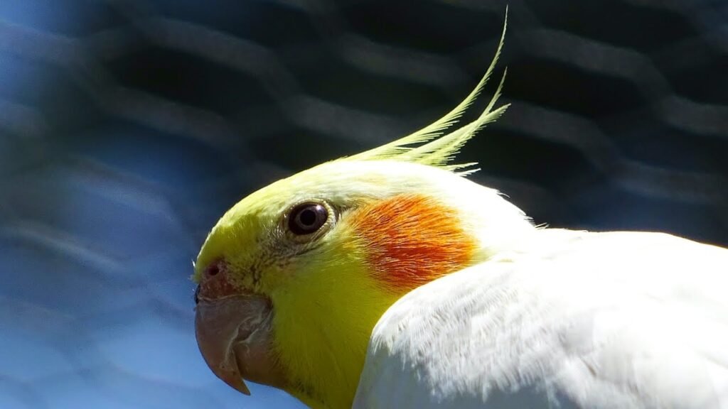 ashenfallow cockatiel