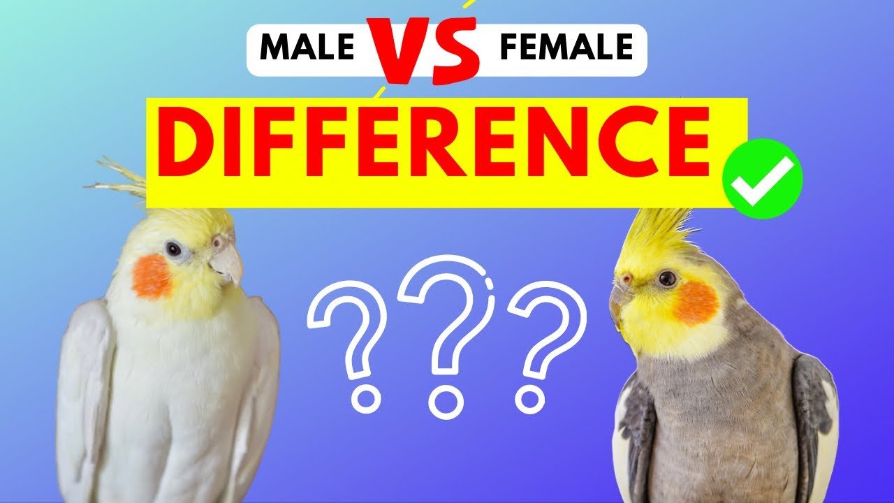 how to tell if a cockatiel is male or female