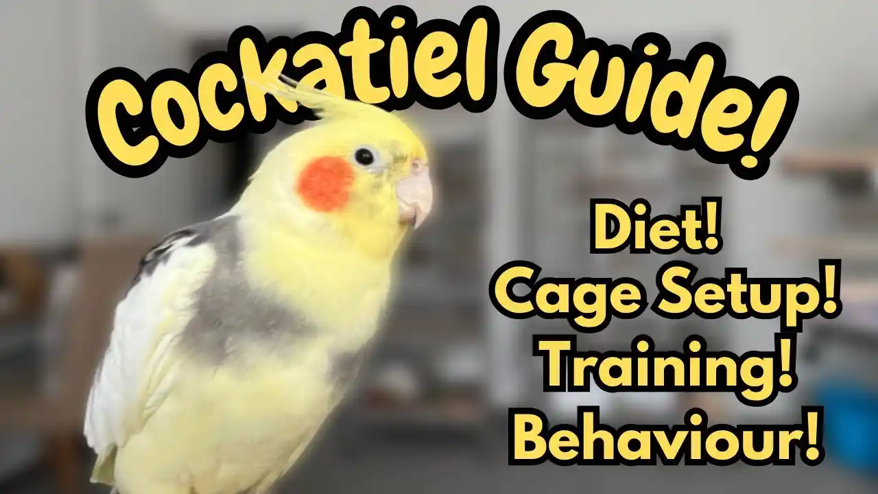 cockatiel