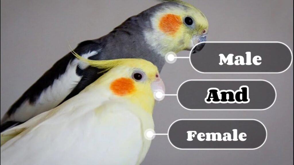 how to tell if a cockatiel is male or female