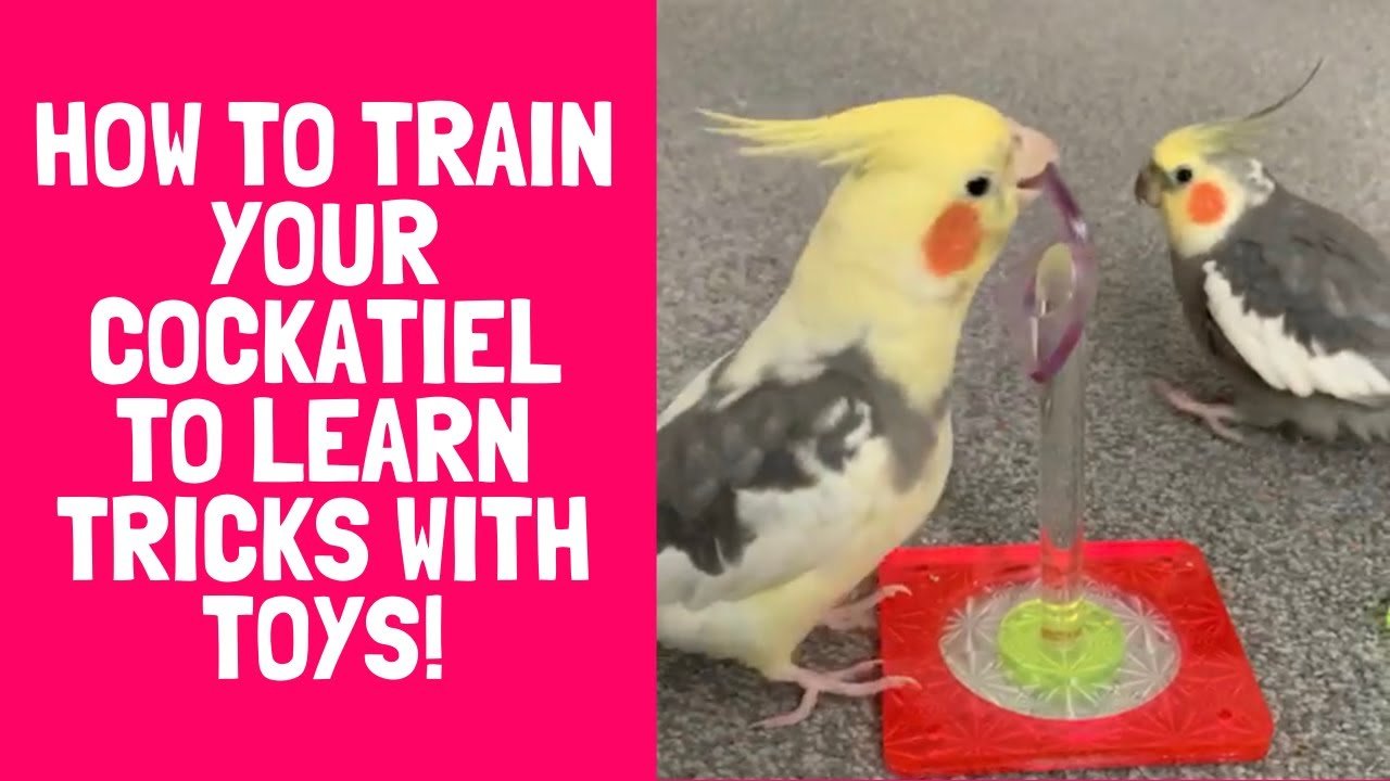how to train a cockatiel
