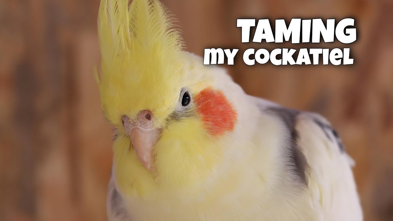 how to tell if a cockatiel is male or female