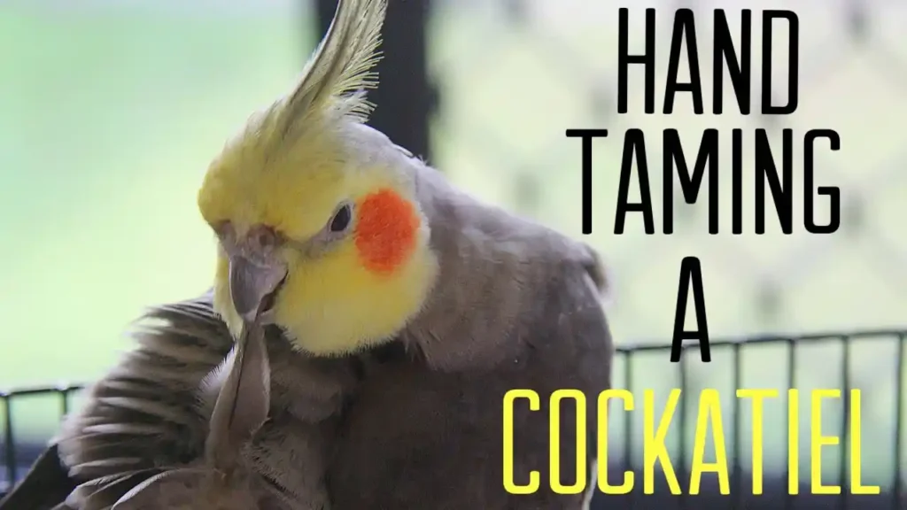 how to tame a cockatiel