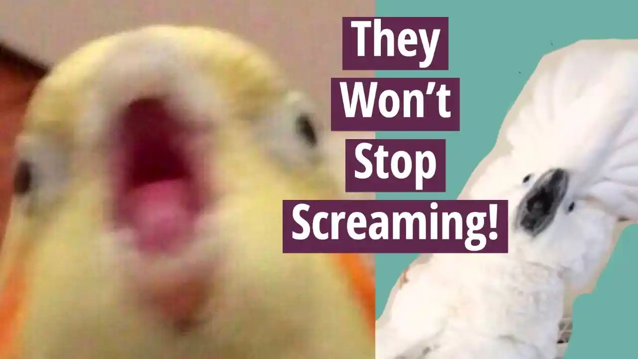 why does my cockatiel scream when i leave the room