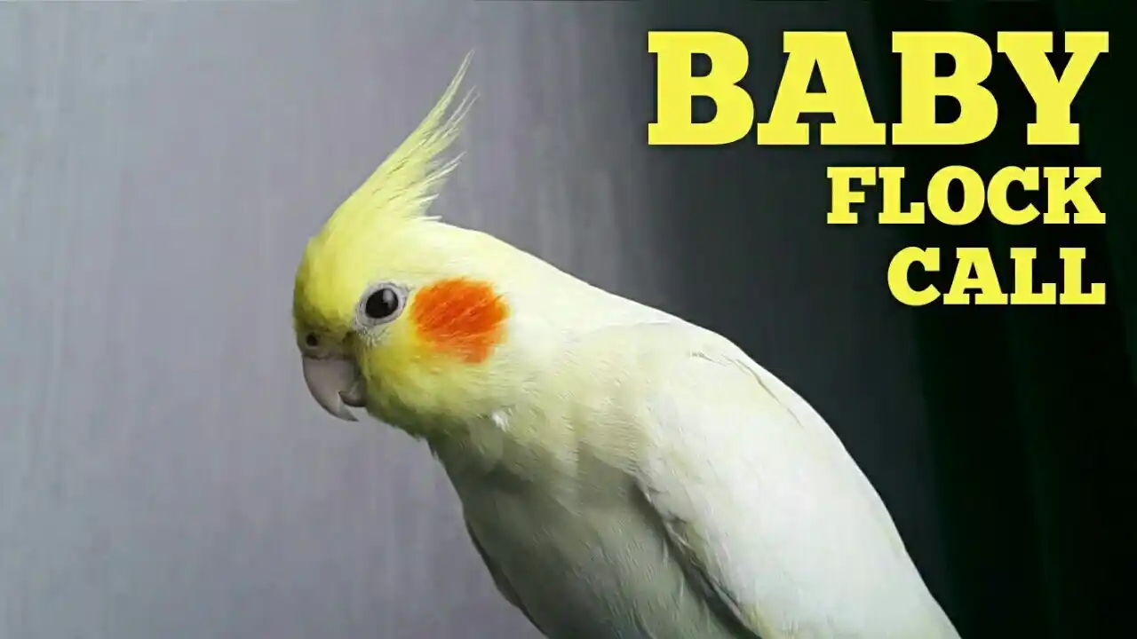 why does my cockatiel scream when i leave the room