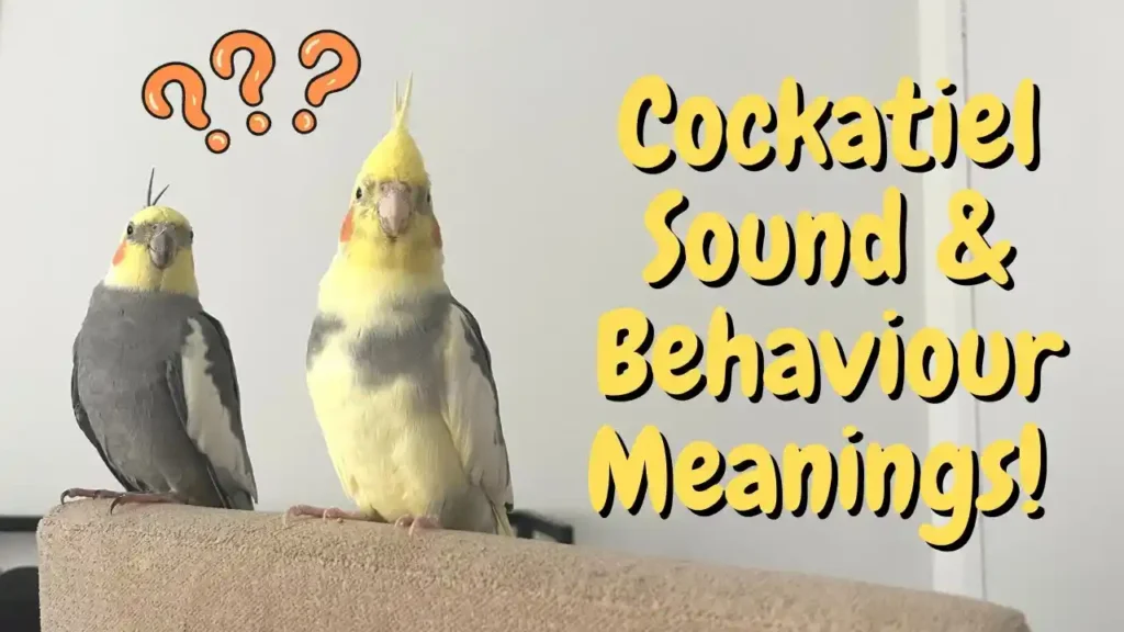 why does my cockatiel scream when i leave the room