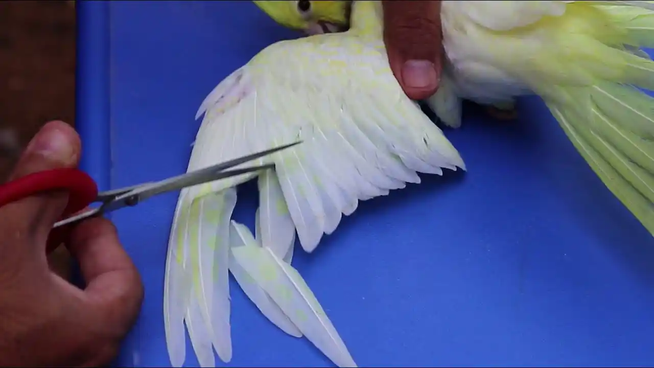 how to clip cockatiel wings