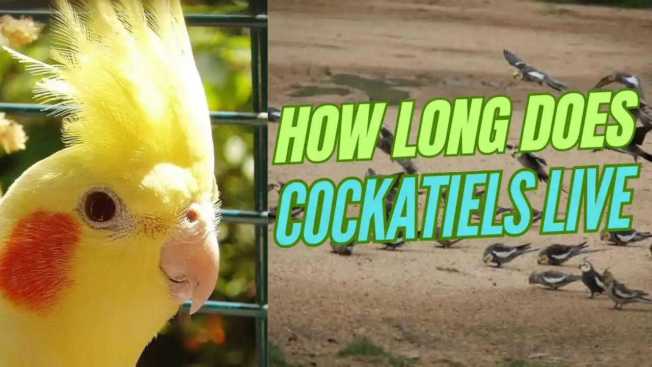 how long can a cockatiel go without food