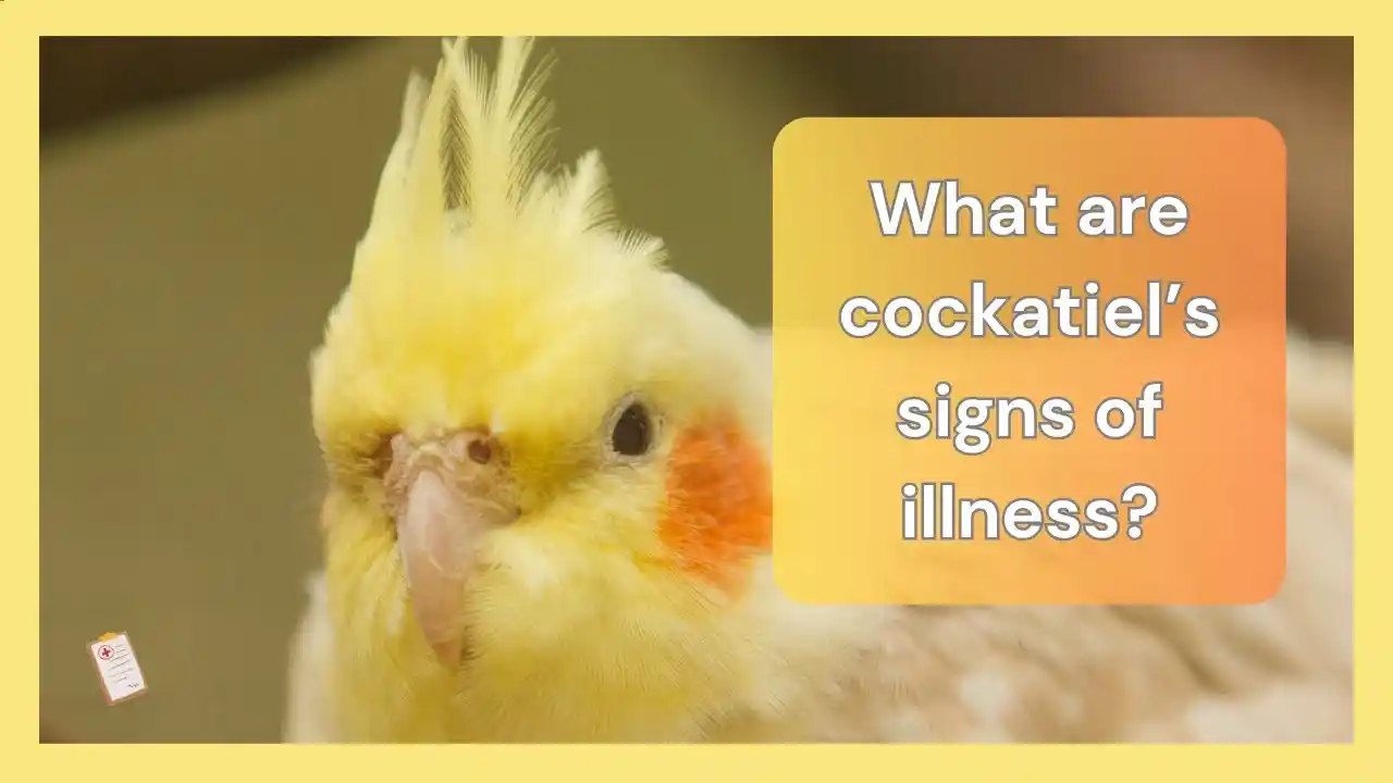 how long can a cockatiel go without food