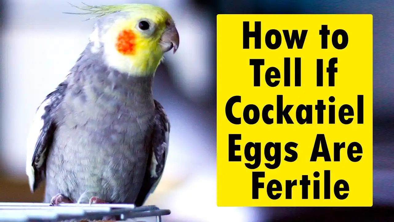 how long do cockatiel eggs take to hatch