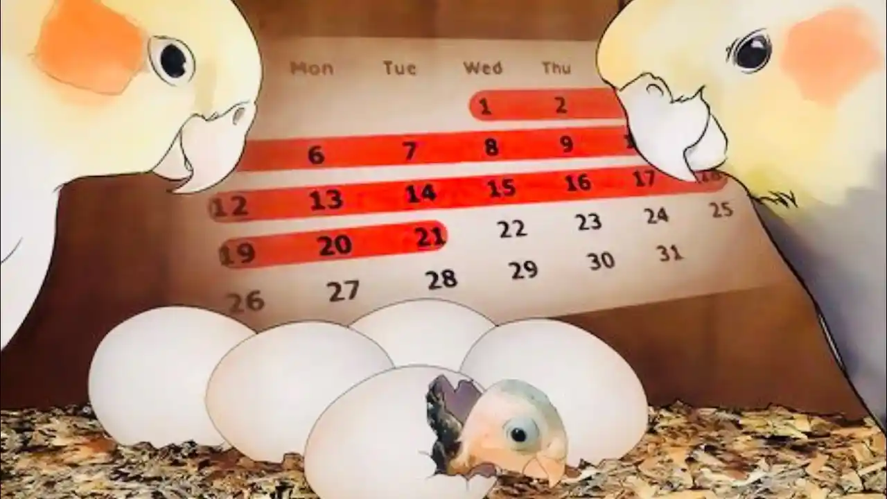 how long do cockatiel eggs take to hatch