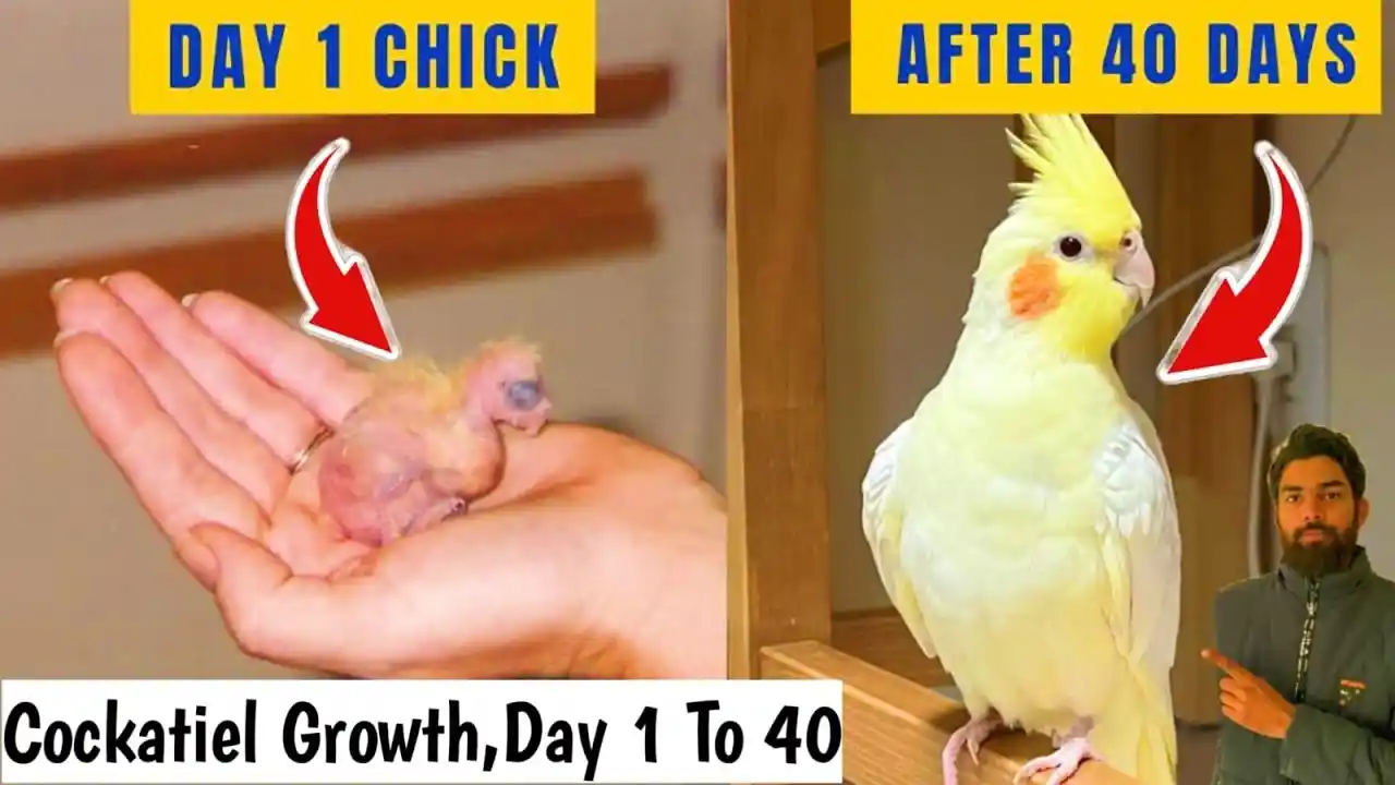 how to tell the age of a cockatiel