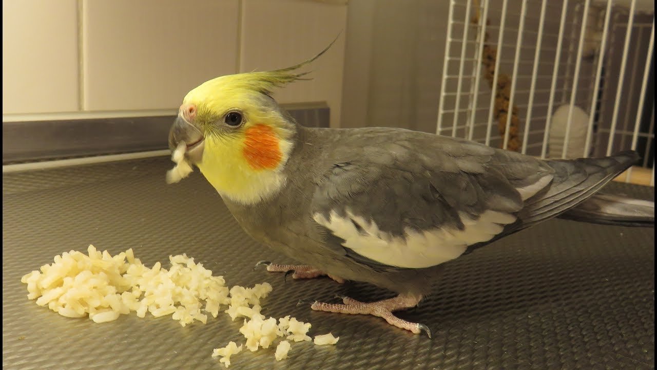 can parakeets eat cockatiel food